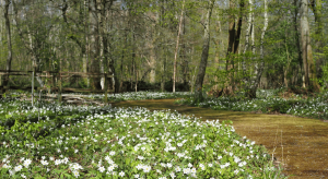 Ancient healing in the woods at St Peter and St James Hospice